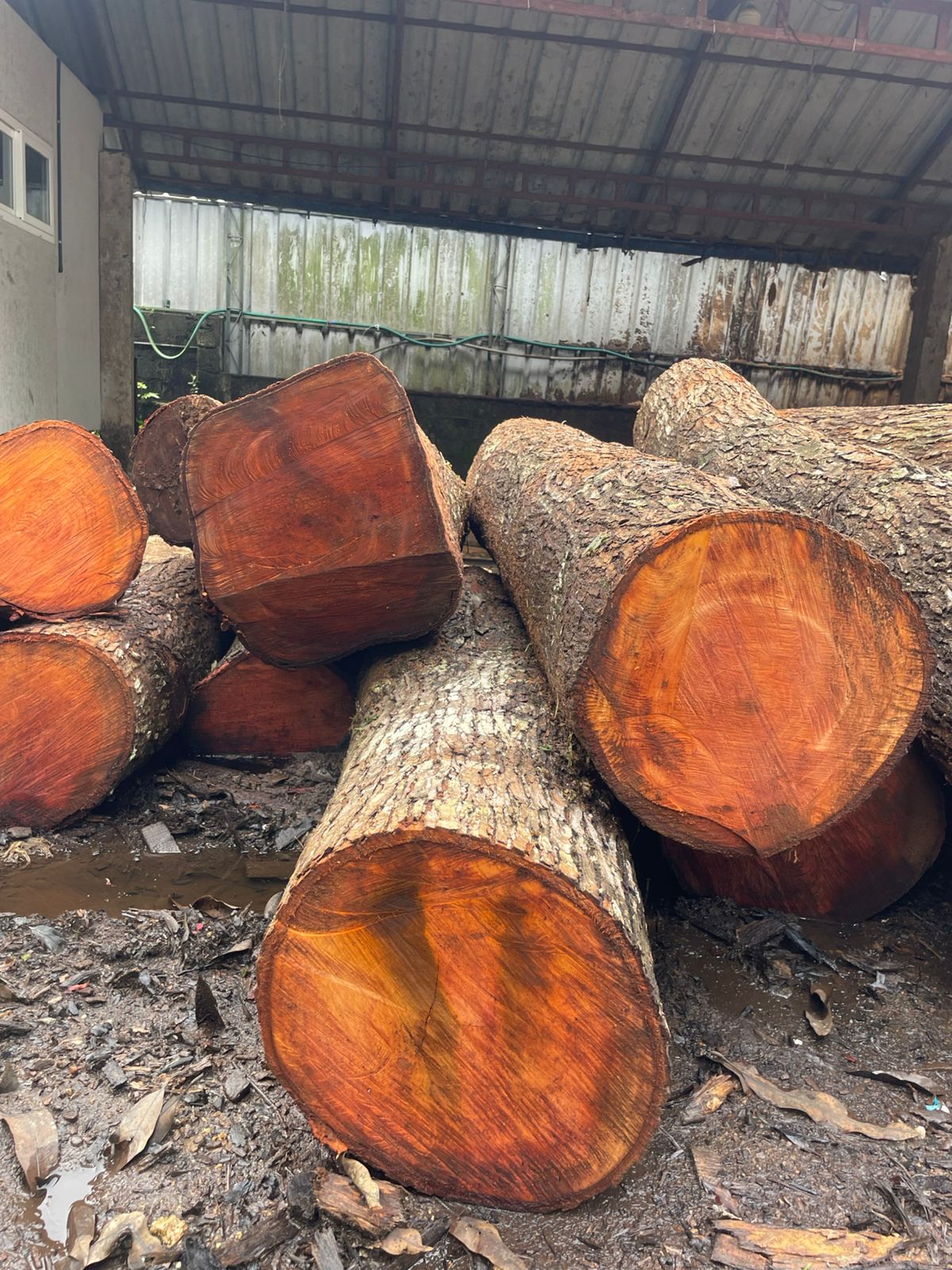 Mahogany Logs